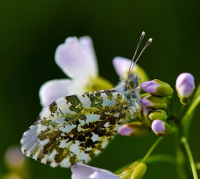 Foto is aan het eind van de dag genomen. Afwisselend zon en wolken. Veel wind dus veel geduld voor een bruikbare opname.