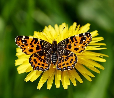 Foto in de middag gemaakt. Op dat moment scheen de zon nog niet. De wind was vlagerig.