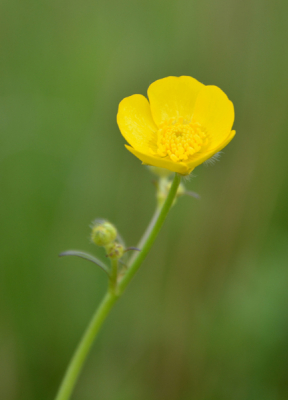 Tijdens een wandeling met schoonvaders kwamen we een veld tegen vol met boterbloemen.
