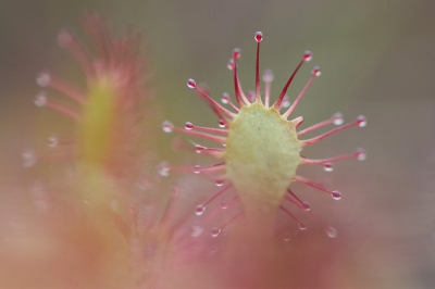 Hier heb ik geprobeerd een wat softere sfeer te krijgen door gebruik van een grootdiafragma (F 2.8)