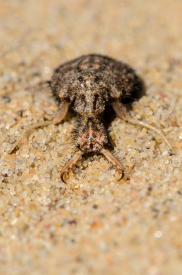 Een mierenleeuw in het zand op een zonnige dag. Uit de hand geschoten met een macro lens