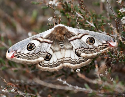 Op het moment van de opname was het bewolkt en winderig. Er waren weinig insecten te zien, maar dan loop je opeens tegen zoiets moois aan: een nachtpauwoog.