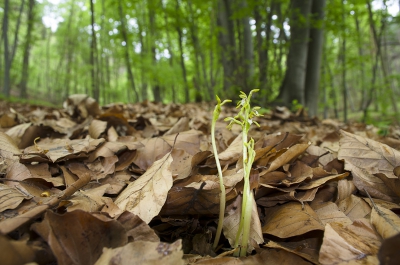 Camera met body op de grond gelegd. Afgedrukt met draadloze ontspanner.

Dit seizoen heb ik me specifiek gericht op zogenaamde "plant in biotoop" foto's. Hierdoor probeer ik de plant in kwestie en de omringende vegetatie op een sprekende manier in beeld te brengen. Let wel dit is geen verwijt, maar op diverse fotosites - waaronder nederpix - zijn veel foto's van planten aanwezig waar oneindig ingezoomd wordt op een bloem, of delen hiervan. Dit is natuurlijk leerzaam om de bloembouw te leren. Zeker wanneer het kleine bloemen betreft. Vanuit mijn hobby en werk ben ik meer genteresseerd in de (omringende) vegetatie en standplaats. Waarom staat de plant op de die plek en wat zegt het wanneer een plant op die plek voorkomt. In het specifieke geval van de Koraalwortel - een plantje van amper 10cm hoog - kun je ervoor kiezen om de plant of delen hiervan in beeld te brengen. Ik heb er in dit geval voor gekozen om ook de omgeving van de plant erbij te betrekken, waardoor je meer zicht krijgt op de omringende vegetatie. Of...in dit geval het ontbreken ervan. Koraalwortel wordt in Europa globaal genomen in twee bostypen aangetroffen te weten, loofbos en naaldbos. De loofbossen waarin Koraalwortel wordt aangetroffen bestaan hoofdzakelijk uit Beuk. Koraalwortel is deels parasitair en is gebonden aan specifieke schimmels. De plant bezit immers geen efficint bladgroen (= geen fotosynthese). Beuk, en met name de schimmels die hiermee geassocieerd worden vormen een geschikte standplaats voor diverse orchideensoorten waaronder Cephalanthera-soorten (Bosvogeltjes), Epipactis-soorten (Wespenorchis), Vogelnestje, Spookorchis en Koraalwortel. Buiten loofbossen wordt Koraalwortel ook veel aangetroffen in naaldbossen. Net als bij loofbossen betreft het bossen met een zeer spaarzame ondergroei. Zoals de foto illustreert duldt Koraalwortel geen concurrentie. In loofbossen staan de planten dan ook enkel in het bladafval. In het geval van naaldbossen staan de planten vaak in een "tapijtje" van slaapmossen.