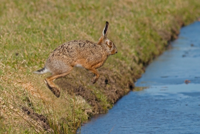 Zat in de auto en zag plotseling twee hazen aan het gek jagen, tot er eentje bij een smal slootje kwam, gelijk mijn camera uit het raam en kon dit mooi vast leggen

Gr sam