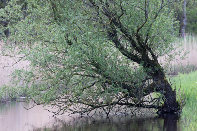 Gisteren wilde ik wielewalen fotograferen bij Achter de Zwarten. Daar trof ik deze mooi gevormde boom aan. Doordat de blaadjes pas net zijn begonnen te groeien is de grillige vorm van de boom nog goed zichtbaar. De kleur groen van de blaadjes vind ik  erg mooi en heel anders dan het gras op de achtergrond. Foto gemaakt vanaf monopod.