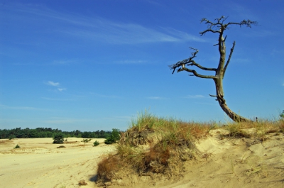 Op een vroege  zondagmorgen genomen begin Augustus.
heb meerdere foto's gemaakt en toen ik tegen 11.00 uur klaar was en wegging met mijn vrouw kwamen er veel mensen aan met radio's en honden.
Jammer dat veel mensen niet van rust houden want zo zie je weinig vogels en dieren.