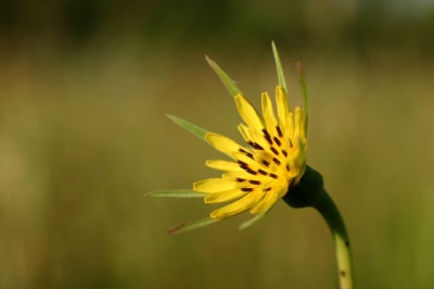 In al zijn eenvoud staat de Gele Morgenster te pronken. Iedereen loopt er langs, niemand ziet het. Jammer, want het is zo'n mooie bloem.