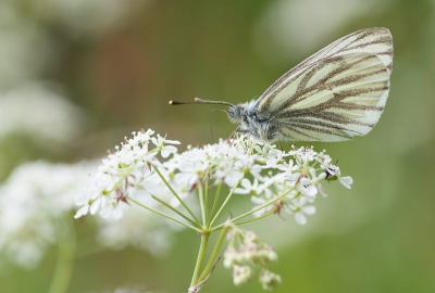 Ondanks het regenachtige weer vlogen er toch nog een paar klein geaderde witjes