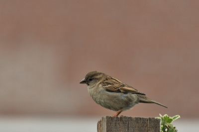 Hee een vogel in de tuin, het moet niet gekker worden :p