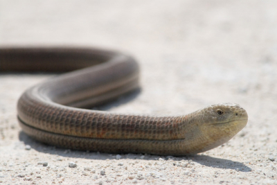 Pas thuis de naam van dit wezen kunnen achterhalen. Had er nooit eerder n gezien, maar het blijkt dus geen slang maar een familielid van de Hazelworm te zijn. Stak vlak voor mijn auto het zandweggetje over, gelukkig had ik de camera op het raamstatief zodat ik snel kon reageren.