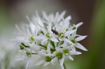 ik zag de polletjes daslook staan heerlijk geurend,
en dacht die moeten op de foto, prachtig plantje, vooral met macro