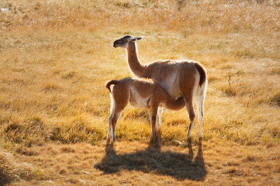 Een jaar geleden in de herfst op het zuidelijk halfrond maakte ik deze foto van een Guanaco vrouwtje met zogend kalf. Guanaco's in Patagoni zijn niet buitengewoon schuw en als je een paar uur rustig blijft zitten raakt de kudde aan je gewend en kun je rustig fotograferen. Deze foto is wat mij betreft geslaagd vanwege het tegenlicht.