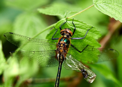 Wederom een bewolkte dag. En dat maakte het dichtbegroeide terrein bij de leemputten nog donkerder.