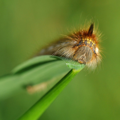 Deze Rietvink zat te zonnen op een grasstengel. Ik had hierdoor mooi de tijd om verschillende opnamehoeken uit te proberen.