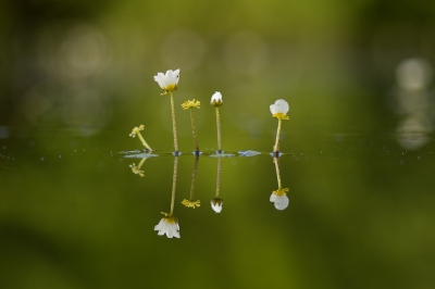 De waterranonkels bloeien volop in de vijver. Een van mijn favoriete planten om te fotograferen. Twee versies laat ik zien, ben benieuwd welke benadering jullie het meest aanspreekt.
