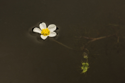 De waterranonkels bloeien volop in de vijver. Een van mijn favoriete planten om te fotograferen. Twee versies laat ik zien, ben benieuwd welke benadering jullie het meest aanspreekt.
