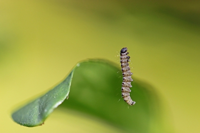 Deze hing vanavond te bungelen aan de Kardinaalsmuts in mijn tuin. Hij is niet alleen, er zitten er een heleboel in spinsels. Ik heb deze rups/vlinder op Nederpix niet kunnen vinden. Ze zijn ongeveer 1 cm groot.