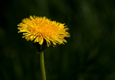 Veel wind, maar toch een rustig plekje gevonden, Laagstaande avond zon licht, kwam de achtergrond nog mooier uit en ook het licht op de bloem, hoe kan een eenvoudige paardenbloem toch nog mooi wezen

Gr sam