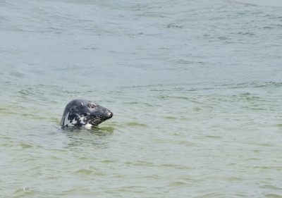 vanochtend nog even op de brouwersdam geweest om te kijken of er nog zeehonden te zien waren. En die waren er.