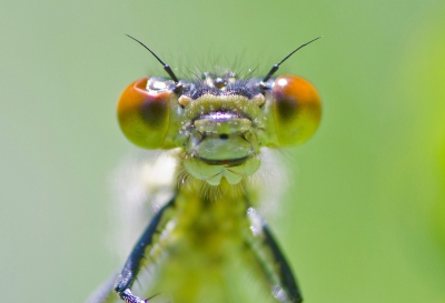 Close up van een lantaarntje.
Thuis zag ik pas dat zijn ene oog een beetje ingedeukt was