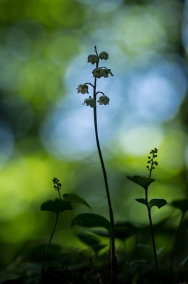 Eindelijk een zonnige dag. In een bosje aan de rand van de stad deze bloemen gefotografeerd. Het zonlicht door de boombladeren en blauwe lucht op de achtergrond. Diafragma open. Vanaf de grond genomen.