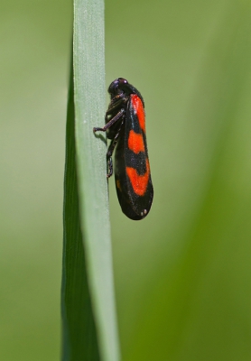 In het Alblasserbos zag ik op een aantal pleken deze mooi gekleurde cicade.