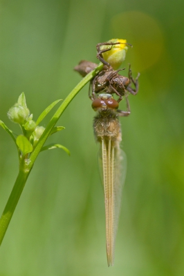 Deze net uitgekomen viervlek hangt te drogen aan een knop van een boterbloem.
