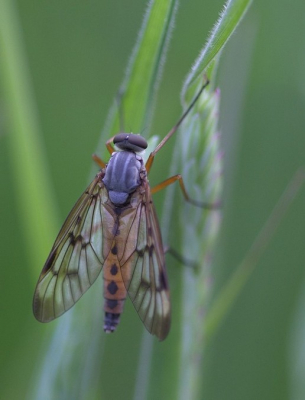 Deze  schorpioenvlieg in het lage gras gefotografeerd. Vanaf statief en scherp gesteld m.b.v. live-view.