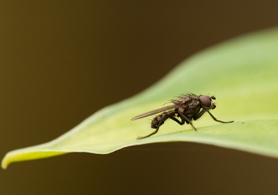 Voor in de tuin, uit de hand genomen en ook handmatig scherp gesteld, 

Gr sam