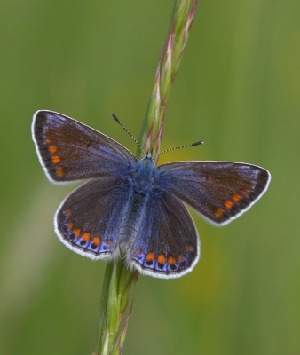 Hetzelfde icarusblauwtje als de vorige upload maar nu in een andere setting. Vanaf statief en scherp gesteld met live-view.