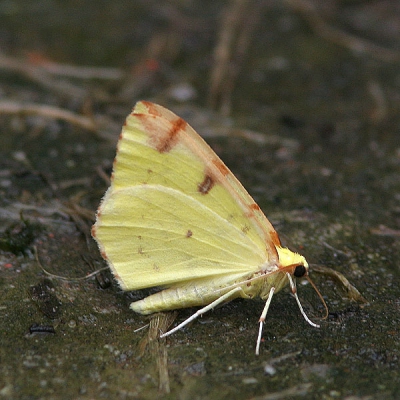 <i class='fa fa-user'></i>&nbsp;Jaap Schelvis&nbsp;| Hagedoornvlinder&nbsp; <i class='fa fa-eye'>&nbsp;255</i> &nbsp; <i class='fa fa-comment-o'>&nbsp;1</i>