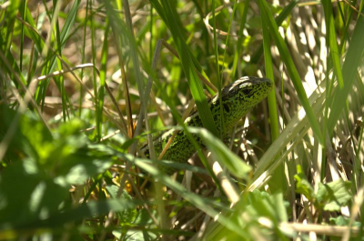Deze zandhagedis heb ik gezien in de Waterleidingduinen. Hij zat lekker in de zon en ik kon vrij dichtbij komen zonder dat hij zich bedreigd voelde.