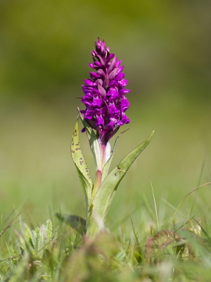 Naast het veldje dat is afgezet voor grote grazers, stonden een aantal van deze Orchideen.