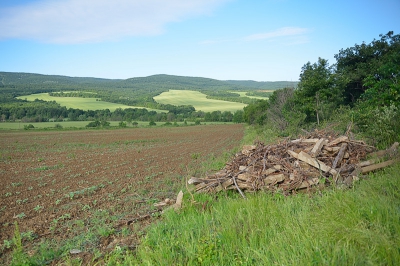 De lage ochtendzon strijkt over het kleiige veld met de opkomende zonnebloemen en vormt nog een contrast met het groen van de graanvelden op de helling. Vooral de kleurnuances in groen wil ik in deze compositie tot uitdrukking brengen tegen een niet strak blauwe achtergrond.