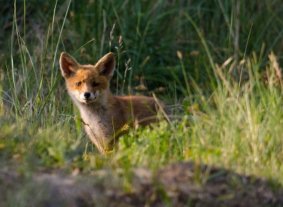 Vosjes zijn nieuwschierig toch even kijken wie daar nu staat. Deze heeft wel een heel lief koppie.