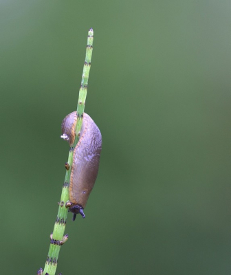 Deze slak in het late avondzonnetje gefotografeerd. Kan iemand mij aan de naam van deze slak helpen?