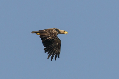 Vlak nadat een groep Edelherten door het water voor de vogelhut was getrokken diende de volgende bezoeker zich aan. Een zeearend vloog netjes voorlangs en zorgde er voor dat onze dag niet meer stuk kon.