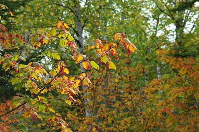 <i class='fa fa-user'></i>&nbsp;Jan Luit&nbsp;| Herfstkleuren&nbsp; <i class='fa fa-eye'>&nbsp;114</i> &nbsp; <i class='fa fa-comment-o'>&nbsp;0</i>