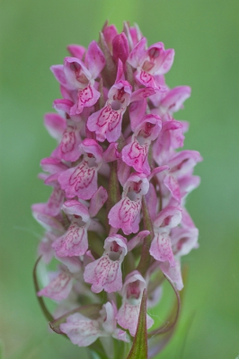 Een veldje vol van deze vrij laag blijvende orchideeen gevonden.
Varirend van licht roze tot meer paars en een enkel helemaal wit exemplaar.
