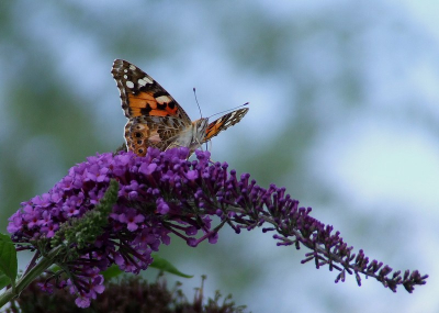 distelvlinder, gefotografeerd in de achtertuin