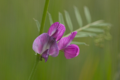 Deze wikke bloeit volop in de graanakkers. Kleurt mooi, vooral als de zon er iets in schijnt.