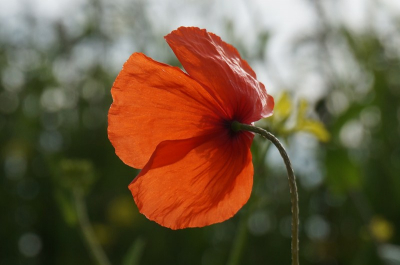 's morgens om half acht  met lichte bewolking, de zon kwam van achter
