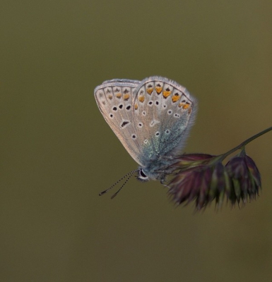 Nog een opname van afgelopen weekend. In Zeeland een veldje gevonden met tientallen blauwtjes. Vanaf statief genomen.