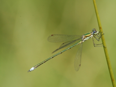 Nog een Tengere Pantserjuffer ... ditmaal in profiel. Ik heb er verschillende gezien vandaag. F13 , 1/250, iso 320, Nikon D70 Sigma 70-300 mm in macro.