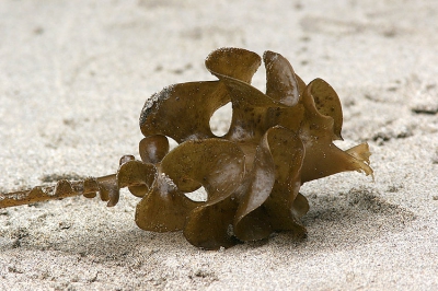 <i class='fa fa-user'></i>&nbsp;Jaap Schelvis&nbsp;| Zeewier&nbsp; <i class='fa fa-eye'>&nbsp;163</i> &nbsp; <i class='fa fa-comment-o'>&nbsp;3</i>