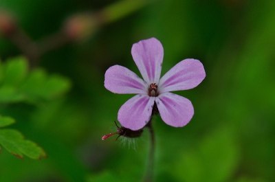 Zonnige bewolkte, maar winderige dag. Voor het soort dank aan de reacties in het determinatie album. Mooie bloempje.