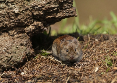 Vanuit HBN hut 3, als extraatje bij de vele prachtige vogels verscheen even deze woelmuis.