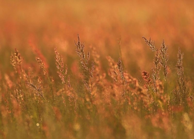 Een impulsief gemaakte foto. De ochtendzon scheen zo mooi door een veld met zuring, ik had de 500 mm lens + 1.4 converter op de camera zitten en daarmee "geschoten".