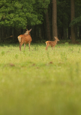 De setting werkt nog niet echt mee, maar nog even en het Jacobskruiskruid zal de wildwei in een overvloed aan geel hullen. 

mvg vanuit het altijd zonnige Hoenderloo