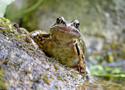 mierzerweer, maar mooi voor de bruine kikkers in de vijver, op jacht naar kleine slakjes en muggen, die waren er genoeg, deze jongen zat geduldig te wachten op alles wat langs het bekkie vloog.